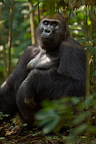 Western lowland gorilla (Gorilla gorilla gorilla) dominant male silverback 'Makumba' aged 32 years sitting portrait, Bai Hokou, Dzanga Sangha Special Dense Forest Reserve, Central African Republic. De...