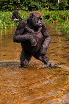 Western lowland gorilla (Gorilla gorilla gorilla) juvenile female 'Bokata' aged 6 years walking bi-pedally to cross a river, Bai Hokou, Dzanga Sangha Special Dense Forest Reserve, Central African Repu...
