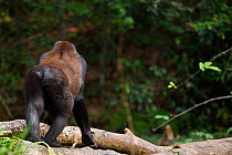 Western lowland gorilla (Gorilla gorilla gorilla) rear view of sub-adult male 'Kunga' aged 13 years walking along a fallen tree, Bai Hokou, Dzanga Sangha Special Dense Forest Reserve, Central African...