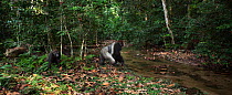 Western lowland gorilla (Gorilla gorilla gorilla) dominant male silverback 'Makumba' aged 32 years approaching a river while sub-adult female 'Mosoko' aged 8 years and juvenile male 'Mobangi' aged 5 y...