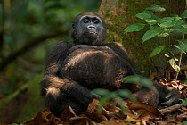 Western lowland gorilla (Gorilla gorilla gorilla) juvenile male 'Mobangi' aged 5 years sitting against a tree buttress, Bai Hokou, Dzanga Sangha Special Dense Forest Reserve, Central African Republic....