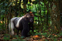Western lowland gorilla (Gorilla gorilla gorilla) dominant male silverback 'Makumba' aged 32 years walking through the forest, Bai Hokou, Dzanga Sangha Special Dense Forest Reserve, Central African Re...