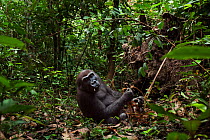 Western lowland gorilla (Gorilla gorilla gorilla) sub-adult female 'Mosoko' aged 8 years feeding on rotting wood, Bai Hokou, Dzanga Sangha Special Dense Forest Reserve, Central African Republic. Decem...