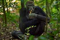 Western lowland gorilla (Gorilla gorilla gorilla) female 'Mopambi' feeding on fruit, Bai Hokou, Dzanga Sangha Special Dense Forest Reserve, Central African Republic. December 2011.