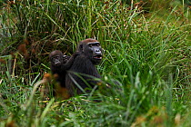 Western lowland gorilla (Gorilla gorilla gorilla) female 'Mopambi' with her infant 'Sopo' aged 18 months sitting in Bai Hokou, Dzanga Sangha Special Dense Forest Reserve, Central African Republic. Dec...