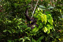 Western lowland gorilla (Gorilla gorilla gorilla) female 'Malui' feeding on leaves in a tree, Bai Hokou, Dzanga Sangha Special Dense Forest Reserve, Central African Republic. December 2011.