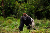 Western lowland gorilla (Gorilla gorilla gorilla) dominant male silverback 'Makumba' aged 32 years walking through Bai Hokou, Dzanga Sangha Special Dense Forest Reserve, Central African Republic. Dece...