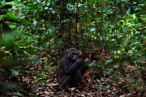 Western lowland gorilla (Gorilla gorilla gorilla) juvenile male 'Tembo' aged 4 years feeding while sitting on the forest floor, Bai Hokou, Dzanga Sangha Special Dense Forest Reserve, Central African R...