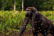 Western lowland gorilla (Gorilla gorilla gorilla) female 'Malui' walking through a cloud of butterflies she has disturbed in Bai Hokou, Dzanga Sangha Special Dense Forest Reserve, Central African Repu...