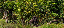 Western lowland gorilla (Gorilla gorilla gorilla) female 'Mopambi' carrying her infant 'Sopo' aged 18 months on her back walking through Bai Hokou, Dzanga Sangha Special Dense Forest Reserve, Central...