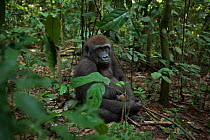 Western lowland gorilla (Gorilla gorilla gorilla) juvenile male 'Mobangi' aged 5 years sitting on the forest floor feeding on fruit, Bai Hokou, Dzanga Sangha Special Dense Forest Reserve, Central Afri...