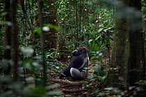 Western lowland gorilla (Gorilla gorilla gorilla) dominant male silverback 'Makumba' aged 32 years sitting in a forest clearing, Bai Hokou, Dzanga Sangha Special Dense Forest Reserve, Central African...