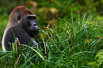 Western lowland gorilla (Gorilla gorilla gorilla) dominant male silverback 'Makumba' aged 32 years feeding on sedge grasses in Bai Hokou, Dzanga Sangha Special Dense Forest Reserve, Central African Re...