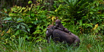 Western lowland gorilla (Gorilla gorilla gorilla) female 'Mopambi' carrying her infant 'Sopo' aged 18 months on her back walking through Bai Hokou, Dzanga Sangha Special Dense Forest Reserve, Central...