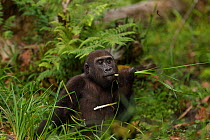 Western lowland gorilla (Gorilla gorilla gorilla) juvenile male 'Tembo' aged 4 years feeding on sedge grasses in Bai Hokou, Dzanga Sangha Special Dense Forest Reserve, Central African Republic. Decemb...