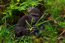 Western lowland gorilla (Gorilla gorilla gorilla) juvenile male 'Tembo' aged 4 years feeding on sedge grasses in Bai Hokou, Dzanga Sangha Special Dense Forest Reserve, Central African Republic. Decemb...