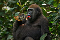Western lowland gorilla (Gorilla gorilla gorilla) juvenile male 'Mobangi' aged 5 years feeding on fruit while holding a piece of rotting wood which he will eat later, Bai Hokou, Dzanga Sangha Special...