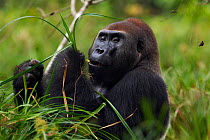 Western lowland gorilla (Gorilla gorilla gorilla) dominant male silverback 'Makumba' aged 32 years feeding on sedge grasses in Bai Hokou, Dzanga Sangha Special Dense Forest Reserve, Central African Re...
