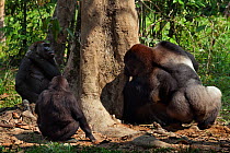 Western lowland gorilla (Gorilla gorilla gorilla) dominant male silverback 'Makumba' aged 32 years feeding on rotten wood from a tree while female 'Malui' and their juvenile son 'Tembo' aged 4 years s...