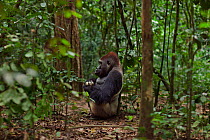 Western lowland gorilla (Gorilla gorilla gorilla) dominant male silverback 'Makumba' aged 32 years sitting in a forest clearing, Bai Hokou, Dzanga Sangha Special Dense Forest Reserve, Central African...