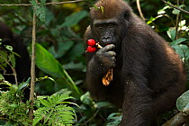 Western lowland gorilla (Gorilla gorilla gorilla) juvenile male 'Mobangi' aged 5 years feeding on fruit while holding a piece of rotting wood which he will eat later, Bai Hokou, Dzanga Sangha Special...
