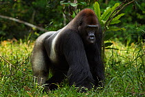 Western lowland gorilla (Gorilla gorilla gorilla) dominant male silverback 'Makumba' aged 32 years standing portrait, Bai Hokou, Dzanga Sangha Special Dense Forest Reserve, Central African Republic. D...