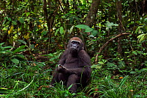Western lowland gorilla (Gorilla gorilla gorilla) juvenile male 'Mobangi' aged 5 years feeding on rotting wood, Bai Hokou, Dzanga Sangha Special Dense Forest Reserve, Central African Republic. Decembe...