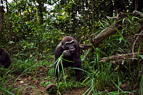 Western lowland gorilla (Gorilla gorilla gorilla) sub-adult female 'Mosoko' aged 8 years feeding on sedge grasses while juvenile male 'Mobangi' aged 5 years feeds on rotten wood in the background, Bai...