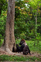 Western lowland gorilla (Gorilla gorilla gorilla) dominant male silverback 'Makumba' aged 32 years feeding on rotten wood from a tree while his juvenile son 'Tembo' aged 4 years waits his turn, Bai Ho...