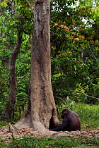 Western lowland gorilla (Gorilla gorilla gorilla) female 'Malui' feeding on rotting wood from a hole in a tree, Bai Hokou, Dzanga Sangha Special Dense Forest Reserve, Central African Republic. Decembe...