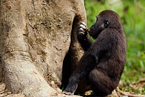 Western lowland gorilla (Gorilla gorilla gorilla) juvenile male 'Tembo' aged 4 years reaching into a hole in a tree for rotting wood to feed on, Bai Hokou, Dzanga Sangha Special Dense Forest Reserve,...