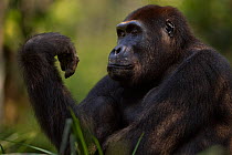 Western lowland gorilla (Gorilla gorilla gorilla) sub-adult male 'Kunga' aged 13 years looking at his hand, Bai Hokou, Dzanga Sangha Special Dense Forest Reserve, Central African Republic. December 20...