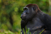 Western lowland gorilla (Gorilla gorilla gorilla) sub-adult male 'Kunga' aged 13 years head and shoulders portrait, Bai Hokou, Dzanga Sangha Special Dense Forest Reserve, Central African Republic. Dec...