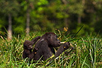 Western lowland gorilla (Gorilla gorilla gorilla) female 'Mopambi' carrying her infant 'Sopo' aged 18 months on her back feeding on sedge grasses in Bai Hokou, Dzanga Sangha Special Dense Forest Reser...