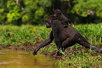 Western lowland gorilla (Gorilla gorilla gorilla) female 'Mopambi' carrying her infant 'Sopo' aged 18 months on her back crossing a river in Bai Hokou, Dzanga Sangha Special Dense Forest Reserve, Cent...