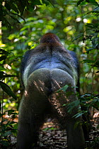 Western lowland gorilla (Gorilla gorilla gorilla) rear view of dominant male Silverback 'Makumba' aged approx 32 years standing on a forest track, Bai Hokou, Dzanga Sangha Special Dense Forest Reserve...