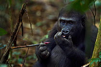 Western lowland gorilla (Gorilla gorilla gorilla) juvenile male 'Tembo' aged 4 years stripping the bark of a spiny branch to feed on the core, Bai Hokou, Dzanga Sangha Special Dense Forest Reserve, Ce...