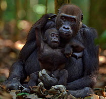 Western lowland gorilla (Gorilla gorilla gorilla) female 'Mopambi' sitting with her playful infant 'Sopo' aged 18 months, Bai Hokou, Dzanga Sangha Special Dense Forest Reserve, Central African Republi...