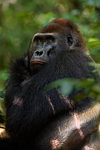 Western lowland gorilla (Gorilla gorilla gorilla) dominant male silverback 'Makumba' aged about 32 years scratching his head, Bai Hokou, Dzanga Sangha Special Dense Forest Reserve, Central African Rep...