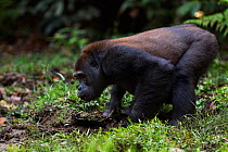 Western lowland gorilla (Gorilla gorilla gorilla) sub-adult male 'Kunga' aged 13 years drinking in Bai Hokou, Dzanga Sangha Special Dense Forest Reserve, Central African Republic. November 2011.