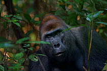 Western lowland gorilla (Gorilla gorilla gorilla) dominant male silverback 'Makumba' aged 32 years peering through vegetation, Bai Hokou, Dzanga Sangha Special Dense Forest Reserve, Central African Re...