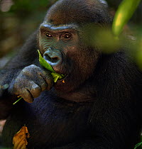 Western lowland gorilla (Gorilla gorilla gorilla) sub-adult female 'Mosoko' aged 8 years feeding on fruit, Bai Hokou, Dzanga Sangha Special Dense Forest Reserve, Central African Republic. December 201...