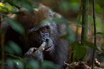 Western lowland gorilla (Gorilla gorilla gorilla) juvenile male 'Mobangi' aged 5 years resting on the forest floor picking his nose, Bai Hokou, Dzanga Sangha Special Dense Forest Reserve, Central Afri...