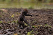 Western lowland gorilla (Gorilla gorilla gorilla) infant 'Sopo' aged 18 months walking through mud in Bai Hokou, Dzanga Sangha Special Dense Forest Reserve, Central African Republic. December 2011. Se...