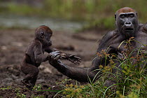 Western lowland gorilla (Gorilla gorilla gorilla) infant 'Sopo' aged 18 months running to its mother 'Mopambi' in Bai Hokou, Dzanga Sangha Special Dense Forest Reserve, Central African Republic. Decem...