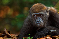 Western lowland gorilla (Gorilla gorilla gorilla) juvenile male 'Mobangi' aged 5 years resting on his hands, Bai Hokou, Dzanga Sangha Special Dense Forest Reserve, Central African Republic. December 2...