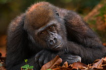 Western lowland gorilla (Gorilla gorilla gorilla) juvenile male 'Mobangi' aged 5 years resting on his hands, Bai Hokou, Dzanga Sangha Special Dense Forest Reserve, Central African Republic. December 2...