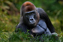 Western lowland gorilla (Gorilla gorilla gorilla) dominant male silverback 'Makumba' aged 32 years sitting in Bai Hokou, Dzanga Sangha Special Dense Forest Reserve, Central African Republic. December...