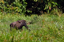 Western lowland gorilla (Gorilla gorilla gorilla) female 'Malui' walking across a bai carrying her stillborn infant on her back, Bai Hokou, Dzanga Sangha Special Dense Forest Reserve, Central African...