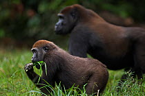 Western lowland gorilla (Gorilla gorilla gorilla) juvenile male 'Mobangi' aged 5 years standing with sub-adult male 'Kunga' aged 13 years in Bai Hokou, Dzanga Sangha Special Dense Forest Reserve, Cent...